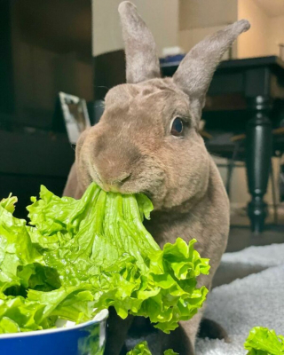 Illustration de l'article : 20 animaux photographiés en plein festin et prouvant que le bonheur est dans la gamelle