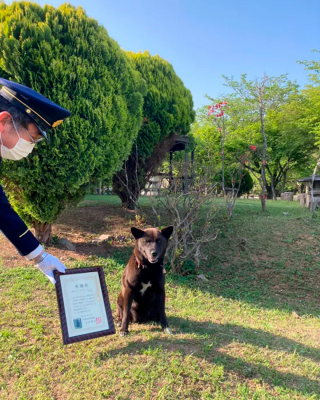 Illustration de l'article : Une chienne sauve la vie d’un homme victime d’un arrêt cardiaque en plein cours d’équitation