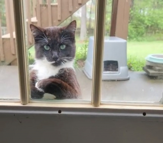 Illustration of the article: When the simple gesture of a cat observing its mistress behind the glass melts the hearts of Internet users (video)