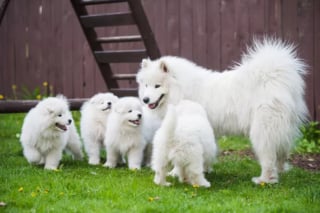 Illustration de l'article : 13 photos déconcertantes de chiens s'étant fait passer pour des desserts