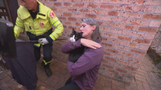 Illustration de l'article : Une femme courageuse se blesse en descendant dans un égout pour secourir le chat d'une amie