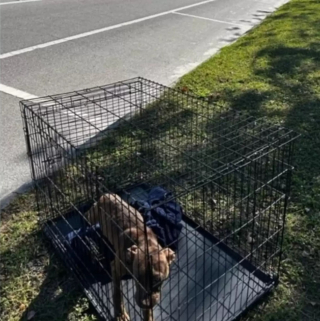 Illustration de l'article : Une chienne abandonnée dans une cage mobilise toute une équipe de bénévoles décidées à la sauver et rassurer