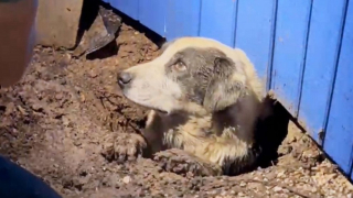 Illustration de l'article : Une équipe de télévision, s'apprêtant à réaliser un reportage sur le passage d'une tornade, entend un chien coincé sous les décombres