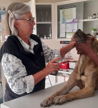 Illustration de l'article : Le combat d'une association pour sauver une Boerbull laissée à l'abandon et en mauvaise santé