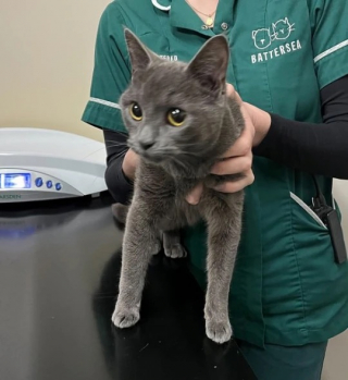 Illustration de l'article : Une chatte choisit un lieu inattendu pour se cacher et laisse sa maîtresse sans nouvelles pendant 48 heures