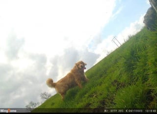 Illustration de l'article : Fraîchement adopté, un Golden Retriever parcourt plus de 60 km dans l’espoir de retrouver ses anciens maîtres