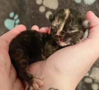 Illustration de l'article : Un geste de compassion change la vie d'une chatte enceinte cherchant désespérément un endroit sûr