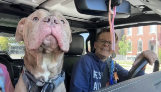 Illustration de l'article : Un chien solitaire rencontre un homme à l'arrêt de bus et décide de le suivre vers une nouvelle vie