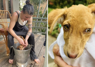 Illustration de l'article : Une femme met ses vacances sur pause lorsqu'elle découvre un chiot dans un état critique (vidéo)