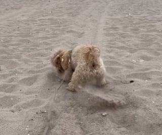 Illustration de l'article : Une femme alerte sur les dangers du sable pour les chiens, après une promenade à la plage qui a tourné au drame