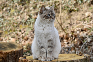 Illustration de l'article : Quand une campagne de stérilisation de chats permet des retrouvailles après 11 ans d'absence