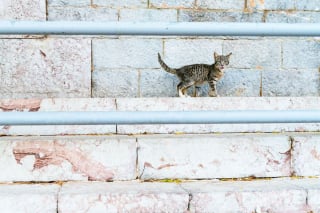 Illustration de l'article : 20 photos de chats régnant paisiblement sur les ruelles et les quais d'une magnifique île grecque