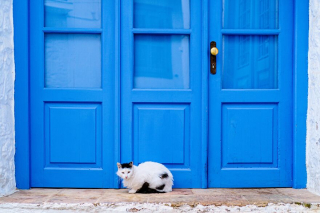 Illustration de l'article : 20 photos de chats régnant paisiblement sur les ruelles et les quais d'une magnifique île grecque