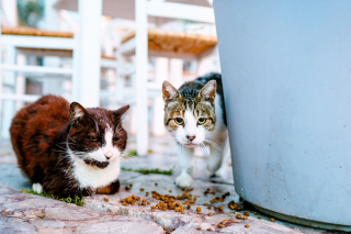 Illustration de l'article : 20 photos de chats régnant paisiblement sur les ruelles et les quais d'une magnifique île grecque