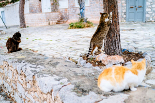 Illustration de l'article : 20 photos de chats régnant paisiblement sur les ruelles et les quais d'une magnifique île grecque