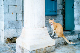 Illustration de l'article : 20 photos de chats régnant paisiblement sur les ruelles et les quais d'une magnifique île grecque