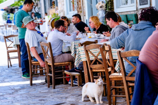 Illustration de l'article : 20 photos de chats régnant paisiblement sur les ruelles et les quais d'une magnifique île grecque