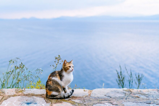 Illustration de l'article : 20 photos de chats régnant paisiblement sur les ruelles et les quais d'une magnifique île grecque