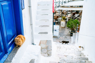 Illustration de l'article : 20 photos de chats régnant paisiblement sur les ruelles et les quais d'une magnifique île grecque