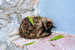 Illustration de l'article : 20 photos de chats régnant paisiblement sur les ruelles et les quais d'une magnifique île grecque