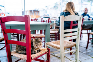 Illustration de l'article : 20 photos de chats régnant paisiblement sur les ruelles et les quais d'une magnifique île grecque