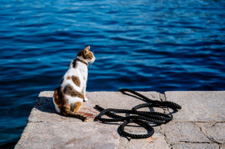 Illustration de l'article : 20 photos de chats régnant paisiblement sur les ruelles et les quais d'une magnifique île grecque