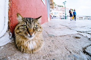 Illustration de l'article : 20 photos de chats régnant paisiblement sur les ruelles et les quais d'une magnifique île grecque