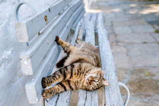 Illustration de l'article : 20 photos de chats régnant paisiblement sur les ruelles et les quais d'une magnifique île grecque