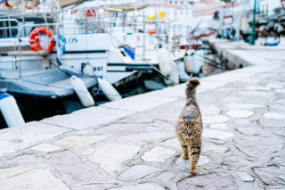 Illustration de l'article : 20 photos de chats régnant paisiblement sur les ruelles et les quais d'une magnifique île grecque