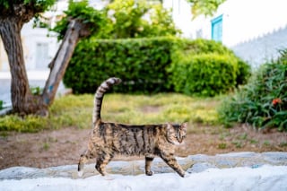 Illustration de l'article : 20 photos de chats régnant paisiblement sur les ruelles et les quais d'une magnifique île grecque