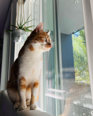 Illustration de l'article : Une chatte, traumatisée par son abandon, cherche désespérément une nouvelle famille