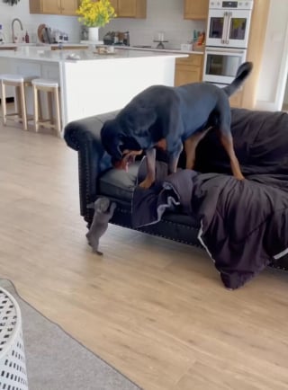 Illustration de l'article : Un Rottweiler réagit de façon surprenante lorsqu’il rencontre un tout petit chiot pour la première fois (vidéo)