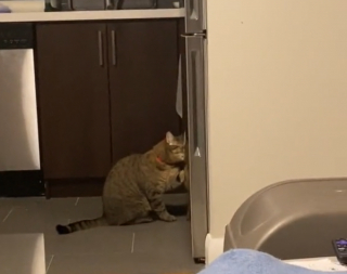 Illustration de l'article : Gucci et Lindo, les chats espiègles qui ouvrent placards et réfrigérateur en l'absence de leur propriétaire (vidéo)