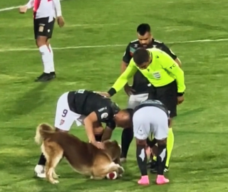 Illustration de l'article : Un chien pénètre sur un terrain de football en plein match, et vole la vedette aux joueurs (vidéo)