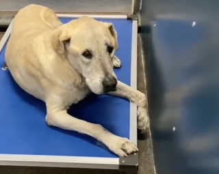 Illustration de l'article : Une Labrador Retriever est admise dans un refuge à l’âge de 14 ans à cause d’un déménagement (vidéo)