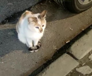 Illustration de l'article : Drôle de cambrioleur : ce chat errant dérobe des vêtements dans la boutique qui l'héberge (vidéo)