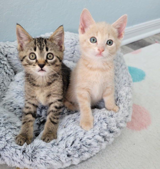 Illustration de l'article : Deux chatons orphelins se rencontrent en famille d’accueil et deviennent tout l’un pour l’autre