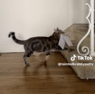 Illustration de l'article : L'incroyable talent d'un chat qui récupère le courrier fait sensation sur les réseaux sociaux (vidéo)