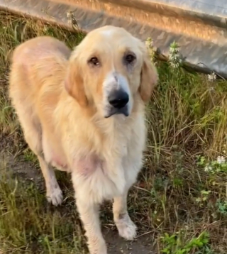 Illustration de l'article : Elle aperçoit une chienne malade et terrifiée au bord de la route et se donne pour mission de la sauver