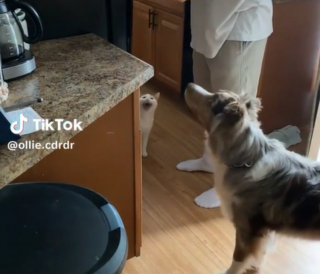 Illustration de l'article : Ce chat très bruyant fait sensation avec son étonnante façon de réclamer à manger (vidéo)