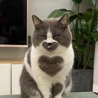 Illustration de l'article : 20 photos tendres et drôles de chats rappelant que le bonheur est au bout de leurs moustaches