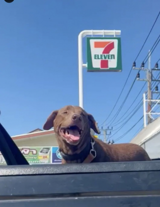 Illustration de l'article : Un chien errant développe une maladie auto-immune après avoir été abandonné dans la rue en pleine pandémie (vidéo)