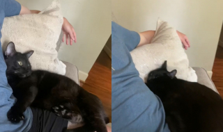 Illustration de l'article : Un chat sauvé par un couple accueille tendrement son humain après une longue absence (vidéo)