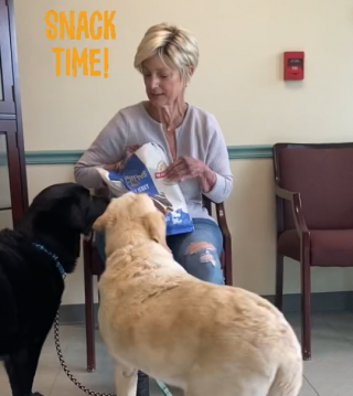 Illustration de l'article : La joie immense d'une paire de Labradors âgés quand ils découvrent qu'ils sont adoptés ensemble (vidéo)