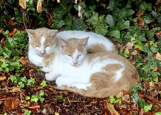 Illustration de l'article : Une dame apprend que son chat a été retrouvé, mais son sauveteur refuse de le lui rendre