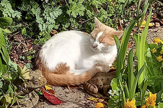 Illustration de l'article : Une dame apprend que son chat a été retrouvé, mais son sauveteur refuse de le lui rendre