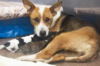 Illustration de l'article : Maman courage : une chienne rescapée accouche malgré une attaque de serpent à sonnette