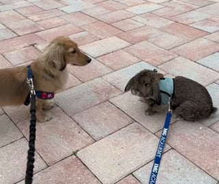 Illustration de l'article : Ce chien et ce lapin sont meilleurs amis et sont partis en vacances ensemble (vidéo)