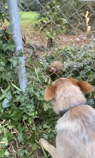 Illustration de l'article : Tous les jours, cette chienne attend la visite de son nouvel ami canin à travers la grille de son jardin (vidéo)