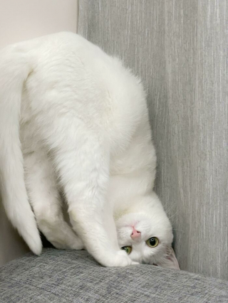 Illustration de l'article : 20 photos pour tomber amoureux des chats blancs et de leur beauté exceptionnelle